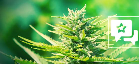 Chemdawg: análise e informações sobre a variedade de cannabis