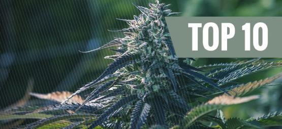 As 10 principais razões para cultivar cannabis autoflorescente