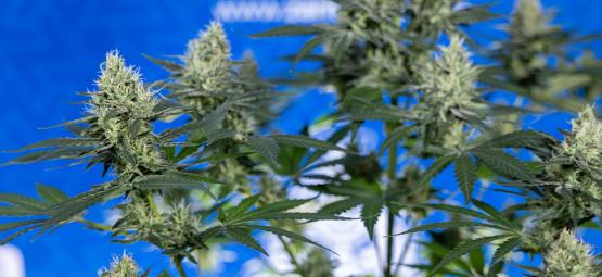 10 razões para cultivar a sua própria canábis