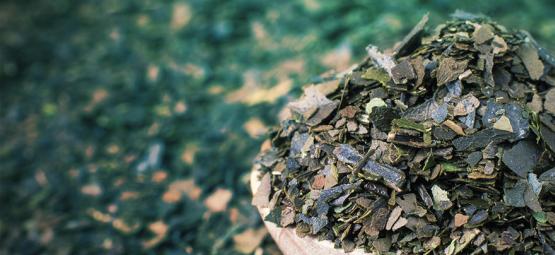 Conheça a Guayusa: Energia Natural da Floresta Tropical
