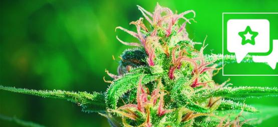 White Widow: análise e informações sobre a variedade de canábis