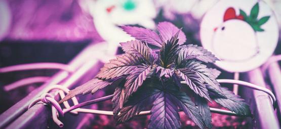 A distância ideal entre luzes de cultivo e plantas de canábis