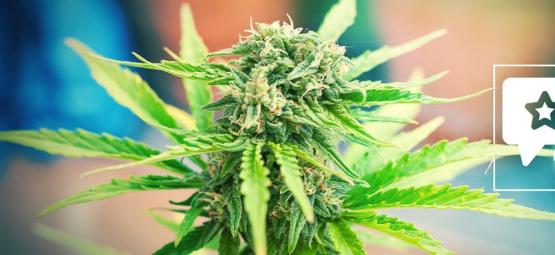 Moby Dick: análise e informações sobre a variedade de cannabis