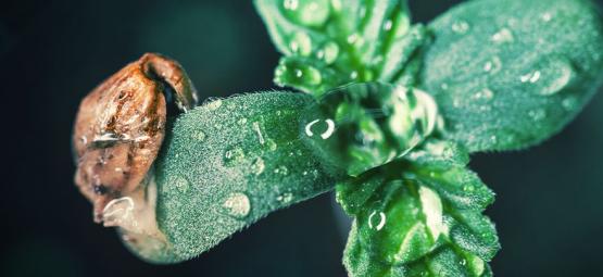 Dica de cultivo: como cuidar de plântulas de canábis