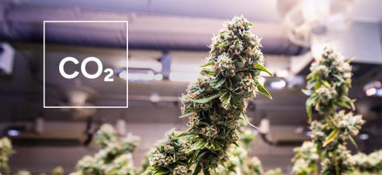Como fazer um gerador de CO₂ caseiro para a sua sala de cultivo de canábis