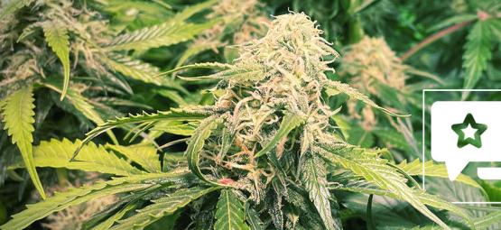 Análise da variedade: Pineapple Kush