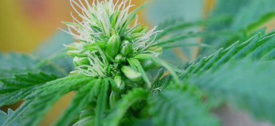 Identificar precocemente plantas masculinas e hermafroditas de canábis