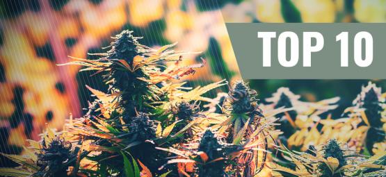As 10 melhores variedades de canábis feminizada para cultivo exterior