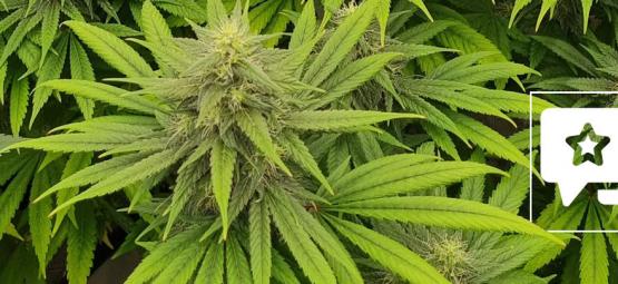 Análise da variedade: Pineapple Chunk