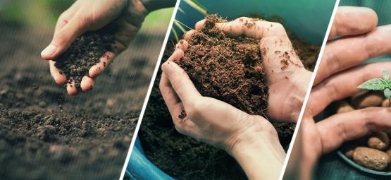 Devo cultivar canábis em terra, coco ou hidroponia?