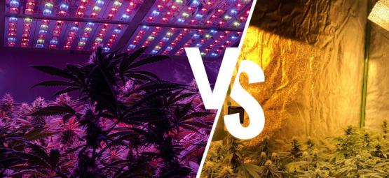 Luzes de cultivo para cannabis: LED vs HPS