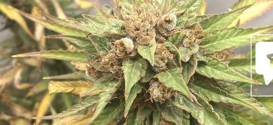 Análise da variedade: Durban Poison