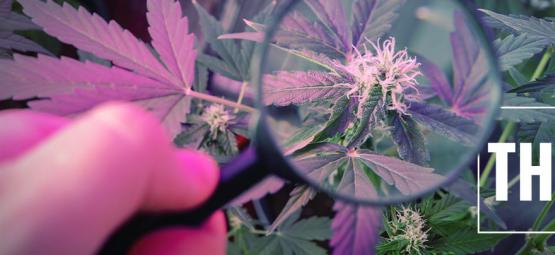 Como aumentar o THC com luz UV
