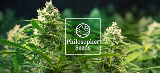 5 dicas: como cultivar sementes autoflorescentes da Philosopher Seeds