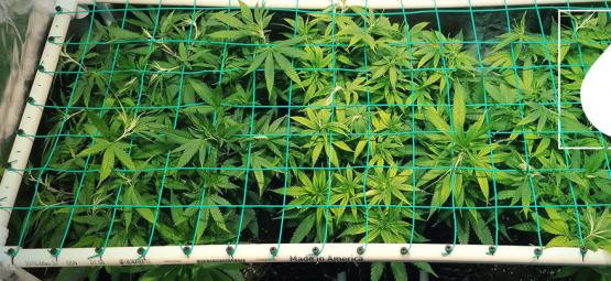 Como cultivar canábis potente com aeroponia