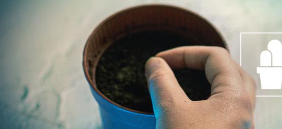 Como cultivar o teu próprio cacto de mescalina a partir de sementes