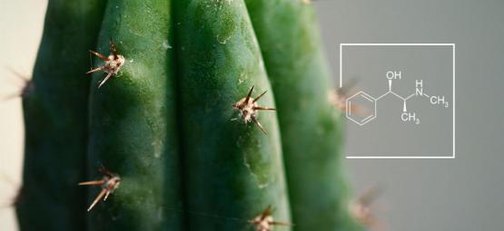 Como aumentar os níveis de alcaloides nos cactos de mescalina