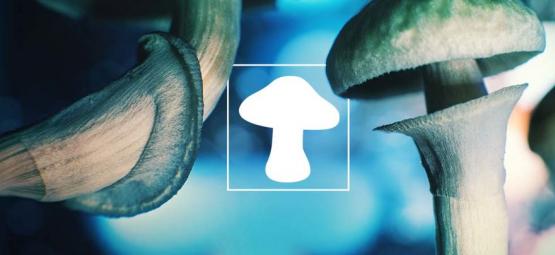 O cogumelo – o nosso amigo extraterrestre vindo do espaço?