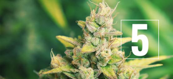 5 mitos sobre o cultivo de canábis - Desmistificados