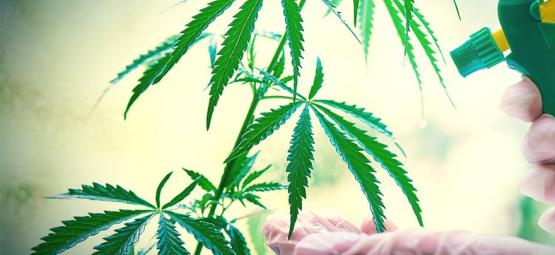 Como e quando aplicar pulverização foliar nas suas plantas de canábis