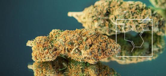 Terpenos ao máximo: Como cultivar cannabis realmente 