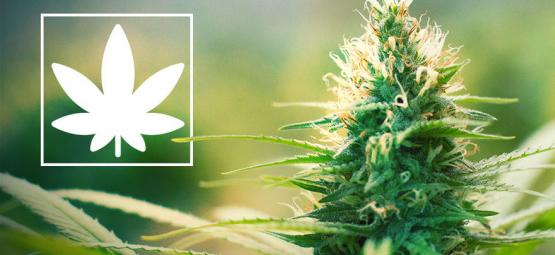 Jack Herer: Ativista pela legalização da canábis