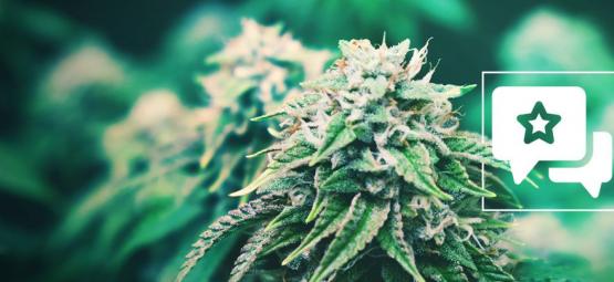 Agent Orange: análise e informações sobre a variedade de cannabis
