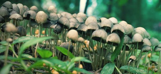 Guia de campo para a recolha de cogumelos mágicos
