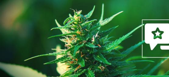 Girl Scout Cookies: análise e informações sobre a variedade de cannabis