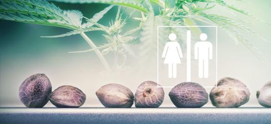 É possível identificar o sexo das sementes de canábis?