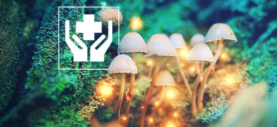 5 benefícios surpreendentes dos cogumelos mágicos
