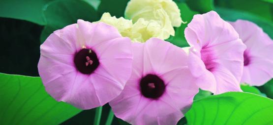 Descubra a Hawaiian Baby Woodrose: Um psicadélico natural