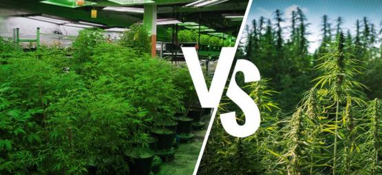 Cultivo interior vs. exterior: vantagens e desvantagens