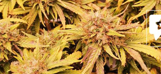 Análise da variedade: Liberty Haze