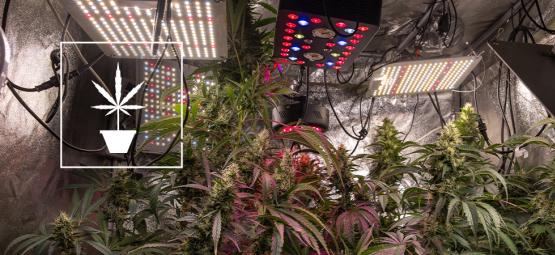 Dicas simples para cultivar melhor canábis