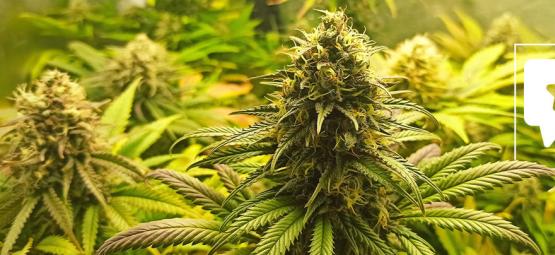 Análise da variedade: Super Critical