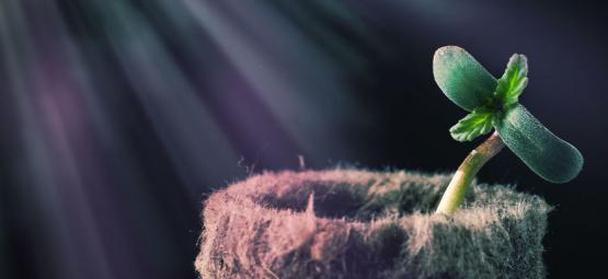 Como o espectro de luz afeta a canábis