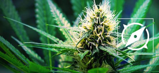 As origens da cannabis OG Kush