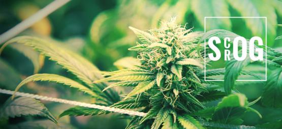 ScrOG vs. SOG: Qual é o método ideal para si?