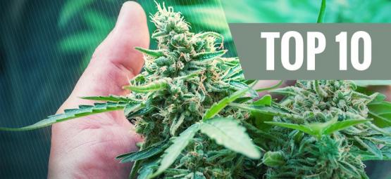 Os 10 Erros Mais Comuns dos Cultivadores