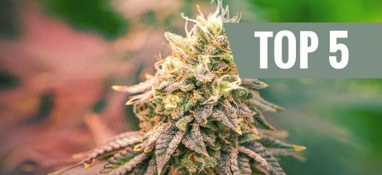 Top 5 variedades Indica para 2025