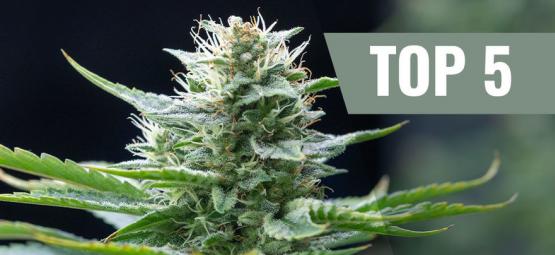 As 5 melhores variedades de canábis sativa para 2025
