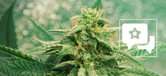 Análise da variedade: Blue Dream