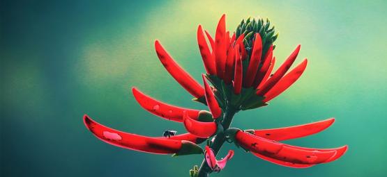 Descubra o mulungu: A erva amazónica que relaxa de forma natural
