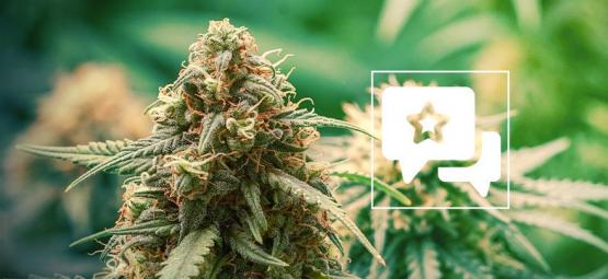 Master Kush: análise e informações sobre a variedade de canábis
