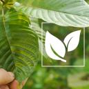 Tudo o que precisa de saber sobre kratom