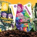 Apresenta&ccedil;&atilde;o das variedades Zamnesia: Descubra verdadeiras raridades