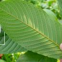 A hist&oacute;ria do consumo de kratom