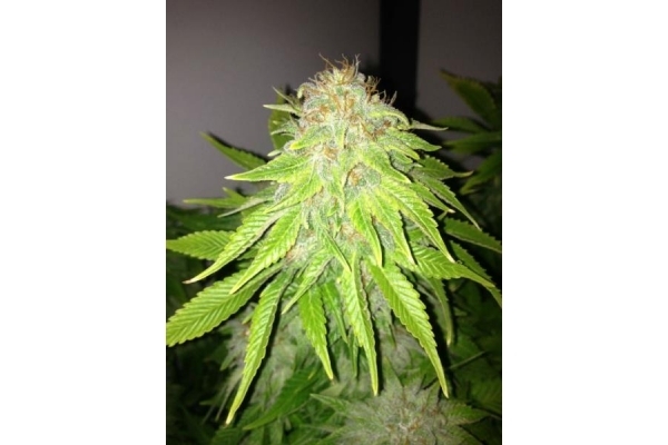White Widow (Royal Queen Seeds) feminizada