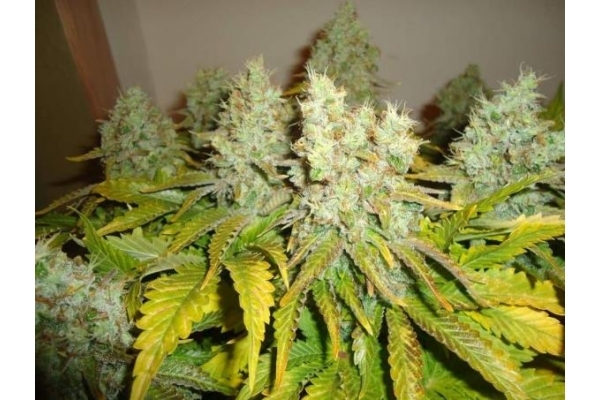 White Widow (Royal Queen Seeds) feminizada